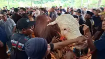 Kontes Sapi Nasional Wonosobo Dorong Prestasi Peternak ke Level Dunia