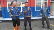 Ular King Kobra 4 Meter Sembunyi di Bawah Kasur, Damkar Turun Tangan