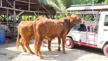 Jelang Iduladha, Harga Sapi dan Kambing di Pangandaran Melonjak