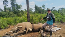 Polda Bengkulu Selidiki 2 Gajah Mati di Mukomuko
