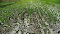 El Nino Ancam Pertanian Sigi dan Buol, Jagung dan Cabai Gagal Panen