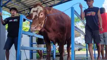 Hukum Kurban Sapi atau Kambing Betina, Sahkah? Ini Penjelasannya