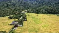 Sektor Pangan Jadi Kunci Pertumbuhan Ekonomi Nasional