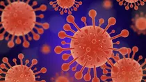 Risiko Wabah Hantavirus Global Rendah, Begini Prediksi WHO