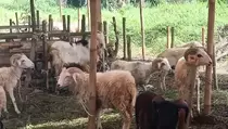 Harga Hewan Kurban Naik, Penjualan di Serang Masih Sepi