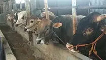 Pedagang Beberkan Penyebab Harga Sapi Kurban di Karanganyar Melambung