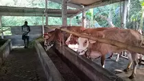 Catat Surplus Hewan Kurban, Gunungkidul Siap Pasok ke Luar Daerah