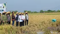 Pemprov Jatim Targetkan Tanam Padi pada Lahan 2,43 Juta Ha Tahun Ini