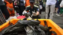Bahaya Dikonsumsi, Ikan Sapu-sapu Mengandung Protein dan Logam Berat