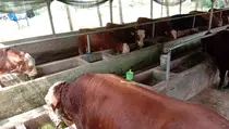 Daya Beli Lesu, Penjualan Sapi Kurban di Purwakarta Turun 30 Persen