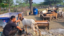 Pesanan Online Naik, Penjualan Kambing Kurban di Sidoarjo Melonjak