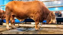 Sapi Kurban 1,25 Ton Seharga Rp 150 Juta Laku di Depok