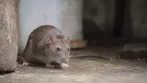 Hantavirus Jadi Sorotan, Dinkes Lebak Minta Warga Waspada Tikus
