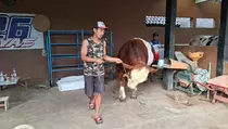 Sapi Diego Berbobot 1 Ton dari Temanggung Jadi Pilihan Kurban Prabowo