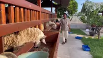 Viral Peternakan Kambing ala Hotel di Sleman, Pembeli Rela Datang Jauh
