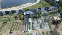 Gen Z Sulap Eks Lokasi Prostitusi di Cilincing Jadi Urban Farming