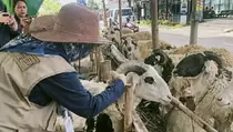 Apakah Kurban untuk Orang Meninggal Diperbolehkan? Ini Hukumnya
