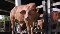 3 Golongan yang Diutamakan Menerima Daging Kurban