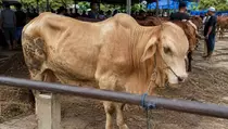Kurban Setiap Tahun atau Sekali Seumur Hidup? Begini Hukumnya