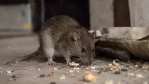 5 Penyakit yang Ditularkan Tikus Selain Hantavirus