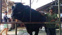 Tembus 1,1 Ton, Sapi Kurban Prabowo di Tangerang Harganya Fantastis