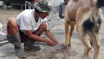 Full Booking! Hotel Kambing di Kudus Laris Manis Jelang Iduladha