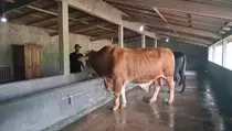 Sapi Suro 1 Ton Milik Peternak Jepara Jadi Kurban Prabowo