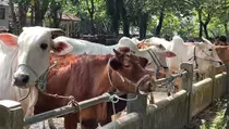 Jelang Iduladha, Harga Sapi dan Domba di Sleman Melonjak