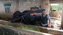 Sapi Berbobot 1,15 Ton Asal Tangerang Jadi Hewan Kurban Prabowo