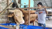 Arjuna, Sapi Berbobot 1,18 Ton Asal Palembang Jadi Kurban Prabowo