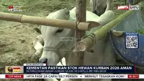 Pemerintah Jamin Ketersediaan Hewan Kurban 2026 Aman, Bagaimana Harganya?
