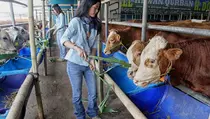 Tren Penjualan Hewan Kurban