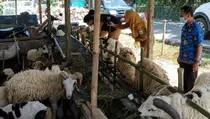 Potensi Ekonomi Kurban Rp 52 Triliun, tetapi Distribusinya Bikin Miris