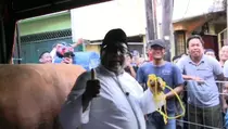 Rano Karno Serahkan Sapi Kurban Pramono ke Warga Tamansari