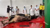 Bupati Jeje Tinjau Penyembelihan Sapi Kurban 1 Ton di RPH Padalarang