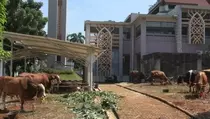 Dam Jemaah Haji RI Disembelih di Indonesia Tembus 32.000 Ekor