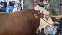 Dewi Perssik Kurban 12 Sapi Jumbo ke Warga Lebak Bulus hingga Jember