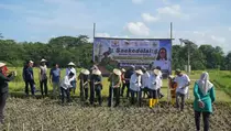 Gandeng 2.500 Petani, UGM Target Putus Ketergantungan Kedelai Impor