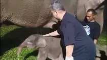 Kabar Gembira! Bayi Gajah Sumatera Lahir di Lembah Hijau Lampung