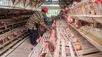 Peternak Ayam Petelur Jember Terjepit Hadapi Tekanan Ganda