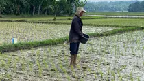 Kekeringan Ancam Sawah Lebak, Pemkab Bergerak Petakan Wilayah Rawan