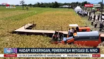RI Bersiap Hadapi El Nino, Cadangan Beras di Level Tertinggi