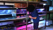 Sering Mati Listrik, Pedagang Ikan Hias Probolinggo Terancam Rugi