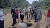 Tapir Jantan 300 Kg Mati Ditabrak Kendaraan di Kuansing