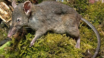 Tikus Nyaris Tak Bergigi Ditemukan di Indonesia