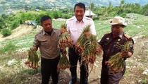 Pantau Panen di Enrekang, Kemtan Pastikan Stok Bawang Merah Nasional Aman