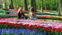 Mengunjungi Keindahan Taman Bunga Keukenhof