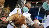 Flu Burung Renggut Nyawa Bocah Lelaki di Bali