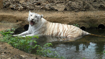 India Larang Wisata Mengintip Harimau