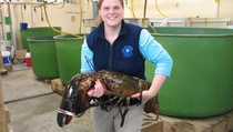 Lobster Terbesar Dilepaskan ke Samudra Atlantik